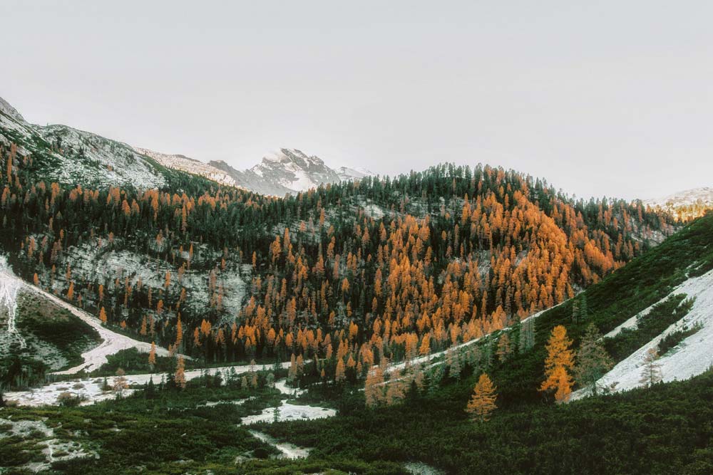 Mountain with trees and snow