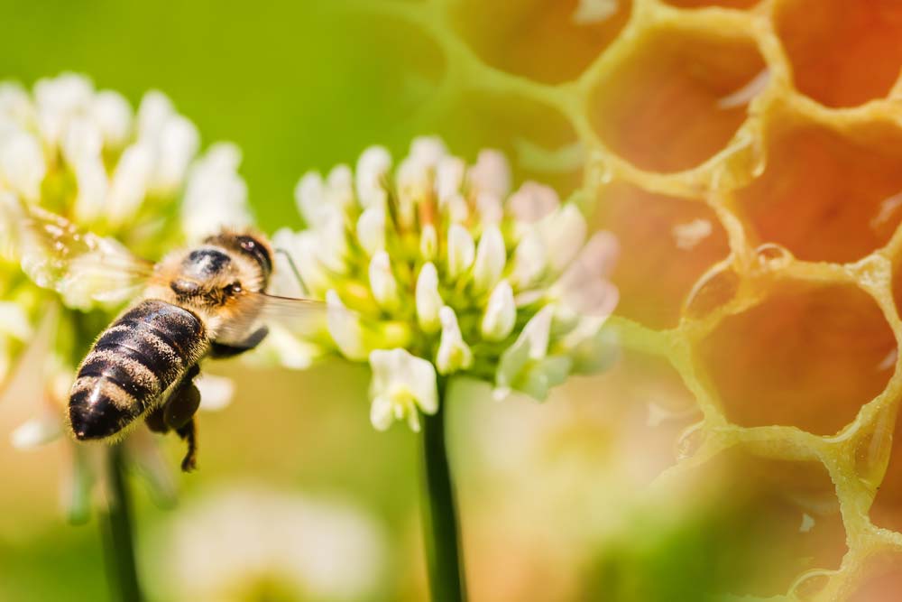 A bee and flowers